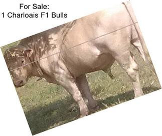 For Sale: 1 Charloais F1 Bulls