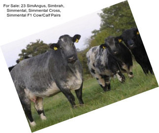 For Sale: 23 SimAngus, Simbrah, Simmental, Simmental Cross, Simmental F1 Cow/Calf Pairs