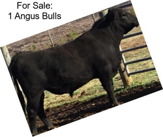 For Sale: 1 Angus Bulls