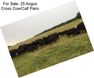 For Sale: 25 Angus Cross Cow/Calf Pairs