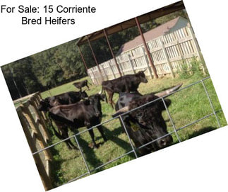 For Sale: 15 Corriente Bred Heifers
