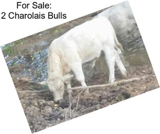 For Sale: 2 Charolais Bulls