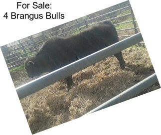 For Sale: 4 Brangus Bulls