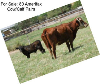 For Sale: 80 Amerifax Cow/Calf Pairs