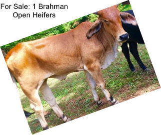 For Sale: 1 Brahman Open Heifers