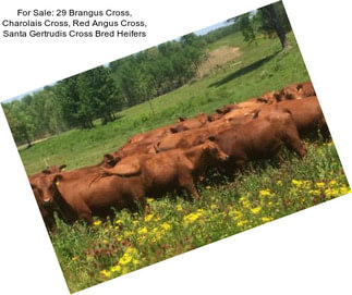 For Sale: 29 Brangus Cross, Charolais Cross, Red Angus Cross, Santa Gertrudis Cross Bred Heifers