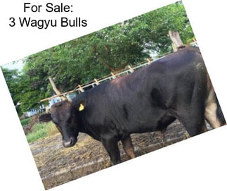 For Sale: 3 Wagyu Bulls