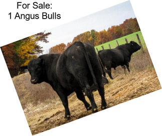 For Sale: 1 Angus Bulls