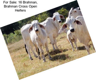 For Sale: 16 Brahman, Brahman Cross Open Heifers