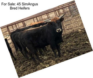 For Sale: 45 SimAngus Bred Heifers