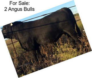 For Sale: 2 Angus Bulls