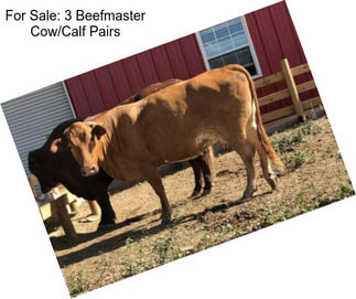 For Sale: 3 Beefmaster Cow/Calf Pairs