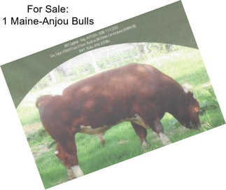 For Sale: 1 Maine-Anjou Bulls