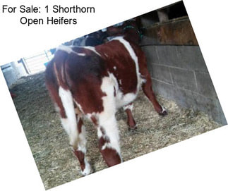 For Sale: 1 Shorthorn Open Heifers