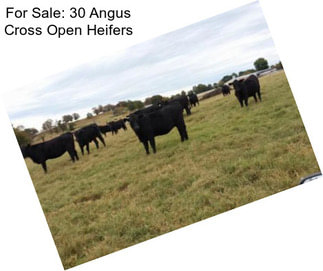 For Sale: 30 Angus Cross Open Heifers