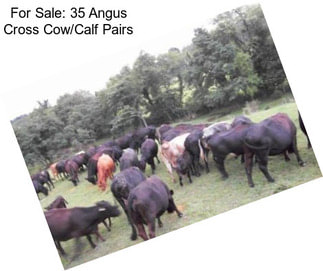 For Sale: 35 Angus Cross Cow/Calf Pairs