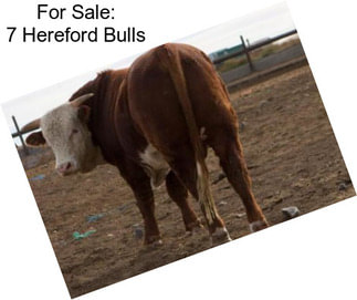 For Sale: 7 Hereford Bulls