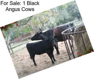 For Sale: 1 Black Angus Cows