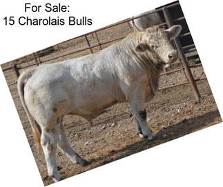 For Sale: 15 Charolais Bulls