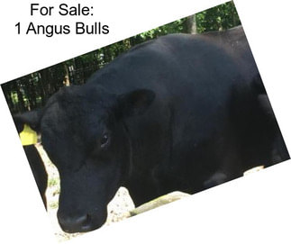 For Sale: 1 Angus Bulls