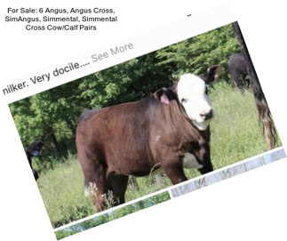 For Sale: 6 Angus, Angus Cross, SimAngus, Simmental, Simmental Cross Cow/Calf Pairs
