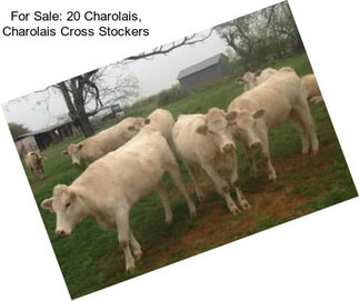 For Sale: 20 Charolais, Charolais Cross Stockers