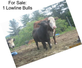 For Sale: 1 Lowline Bulls