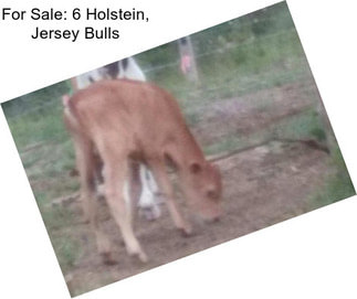 For Sale: 6 Holstein, Jersey Bulls