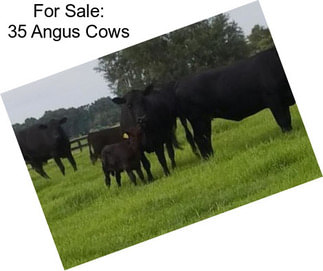 For Sale: 35 Angus Cows
