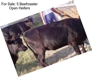 For Sale: 5 Beefmaster Open Heifers