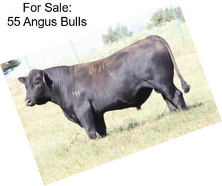For Sale: 55 Angus Bulls