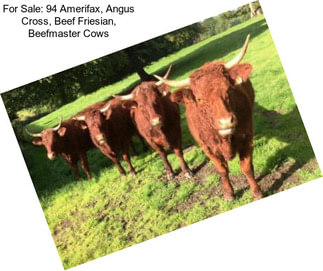 For Sale: 94 Amerifax, Angus Cross, Beef Friesian, Beefmaster Cows