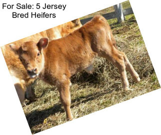 For Sale: 5 Jersey Bred Heifers