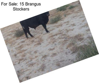 For Sale: 15 Brangus Stockers