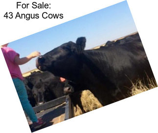 For Sale: 43 Angus Cows