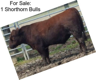 For Sale: 1 Shorthorn Bulls