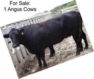 For Sale: 1 Angus Cows