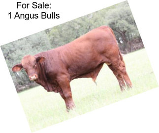 For Sale: 1 Angus Bulls