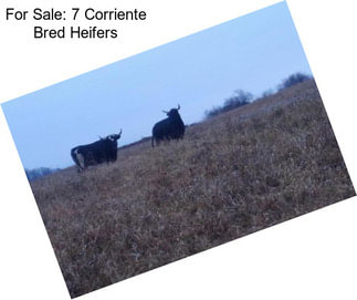 For Sale: 7 Corriente Bred Heifers