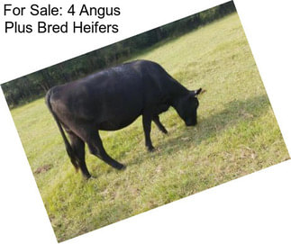 For Sale: 4 Angus Plus Bred Heifers