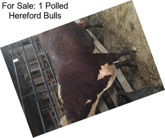 For Sale: 1 Polled Hereford Bulls