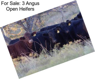 For Sale: 3 Angus Open Heifers