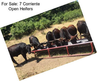 For Sale: 7 Corriente Open Heifers