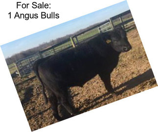 For Sale: 1 Angus Bulls