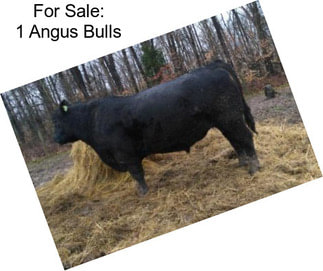 For Sale: 1 Angus Bulls