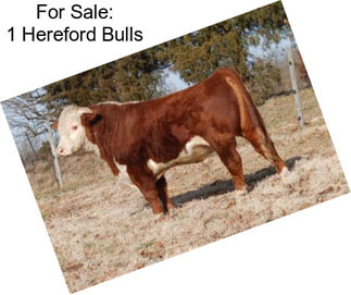 For Sale: 1 Hereford Bulls