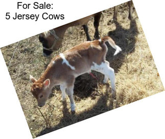 For Sale: 5 Jersey Cows