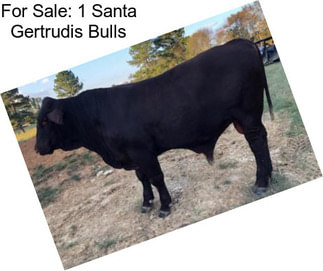 For Sale: 1 Santa Gertrudis Bulls