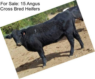 For Sale: 15 Angus Cross Bred Heifers