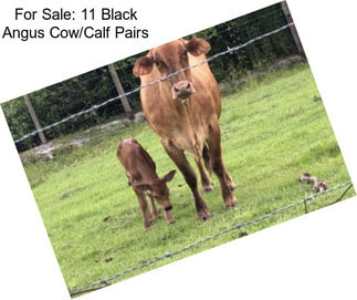 For Sale: 11 Black Angus Cow/Calf Pairs